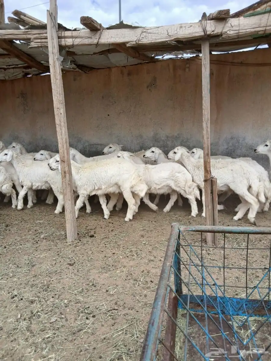 ذبايح جبره ووسط وهرفيات 2