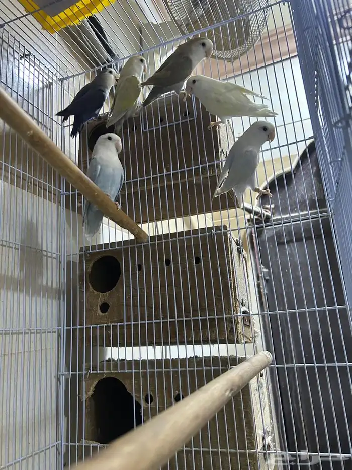 اجوز روز وجوز دره 2