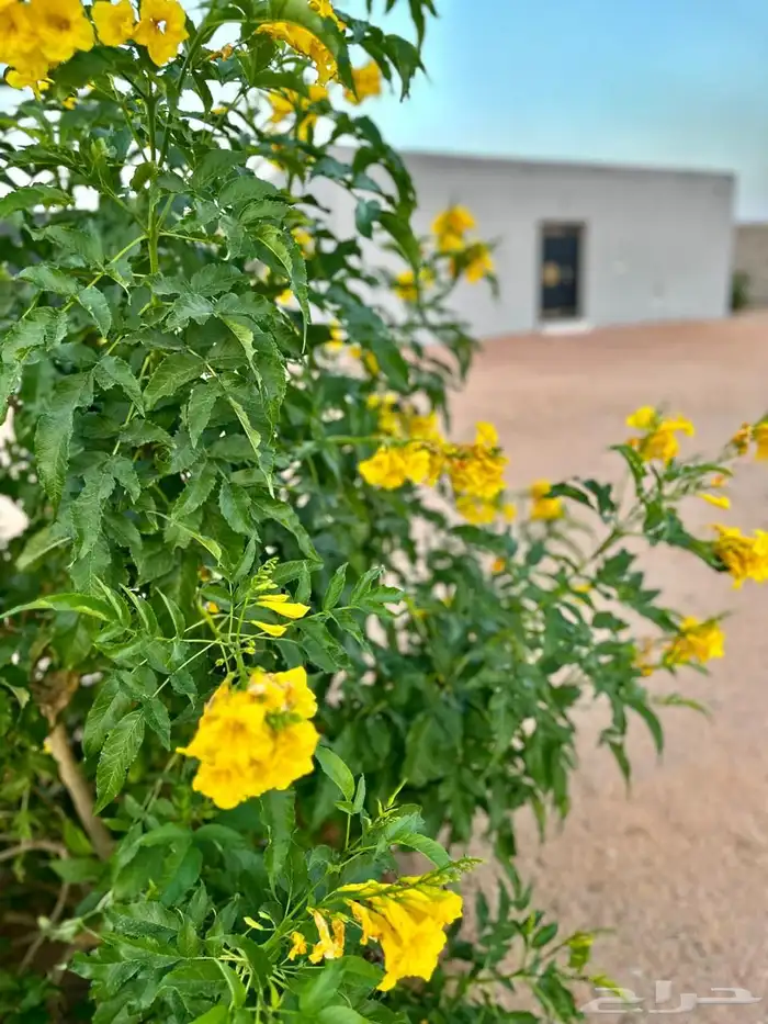 بستان للإيجار اليومي في حائل (القاعد) 10 آلاف متر 0