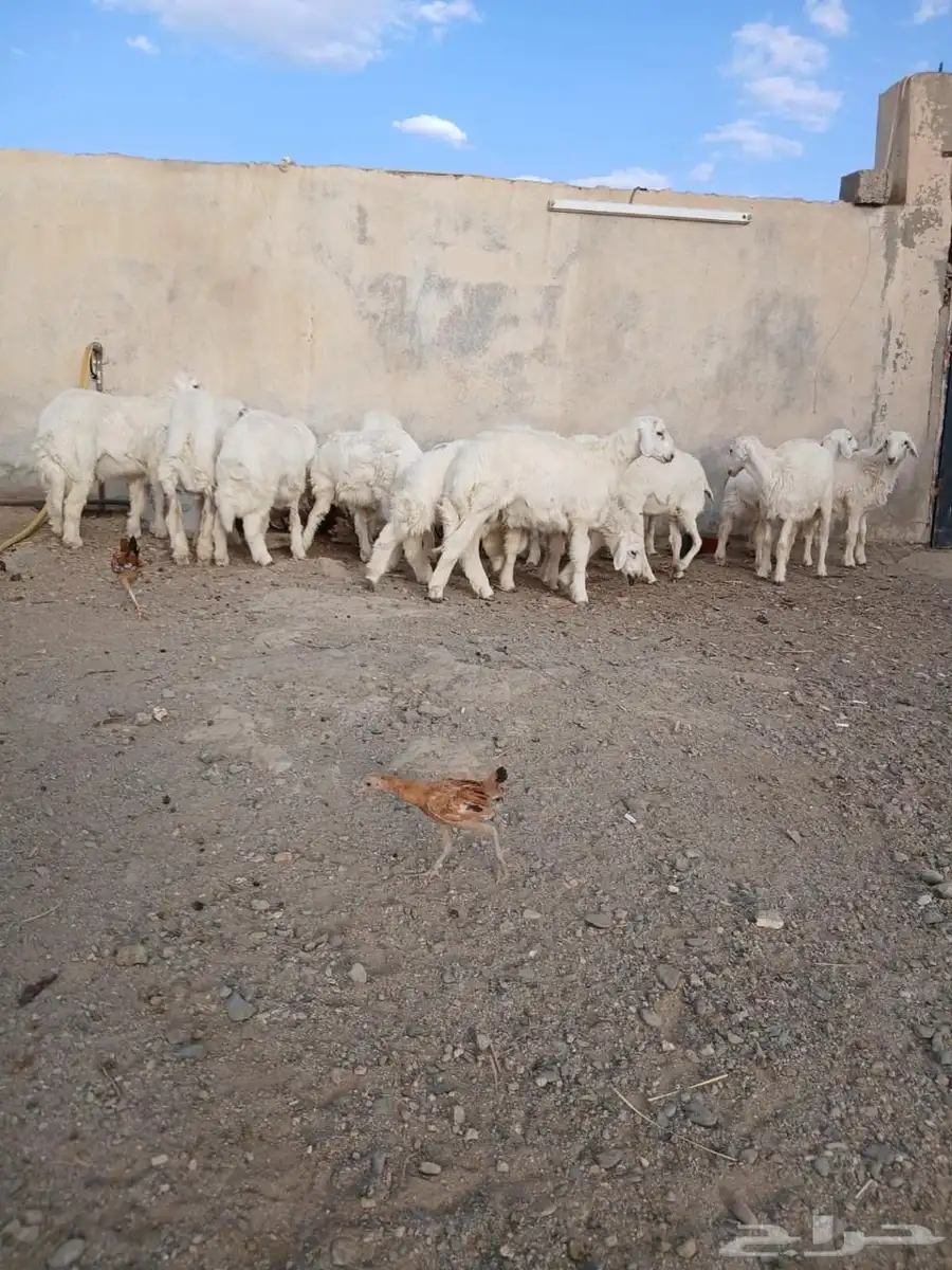 ذبايح جبره ووسط وهرفيات 1