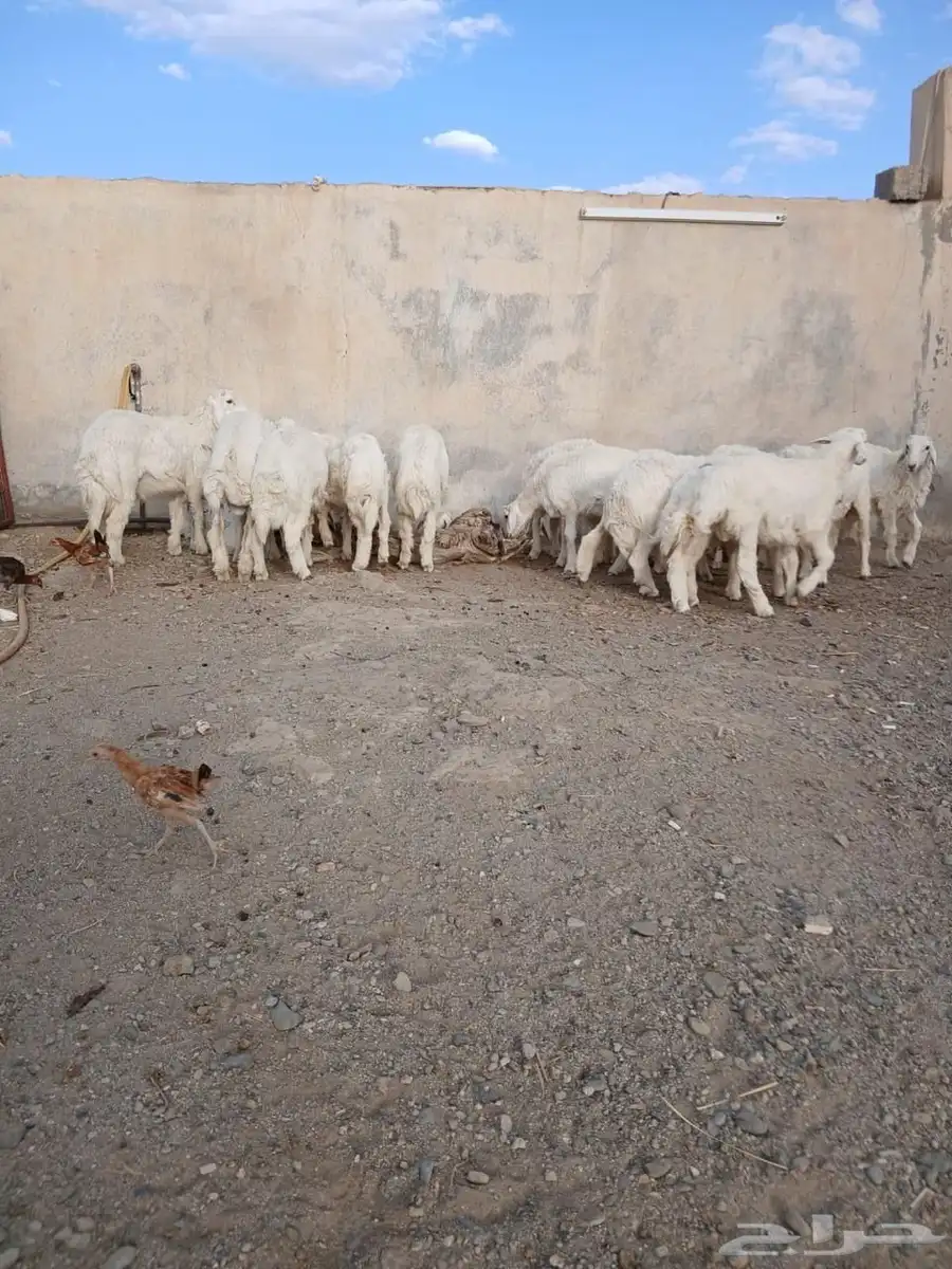 ذبايح جبره ووسط وهرفيات 0