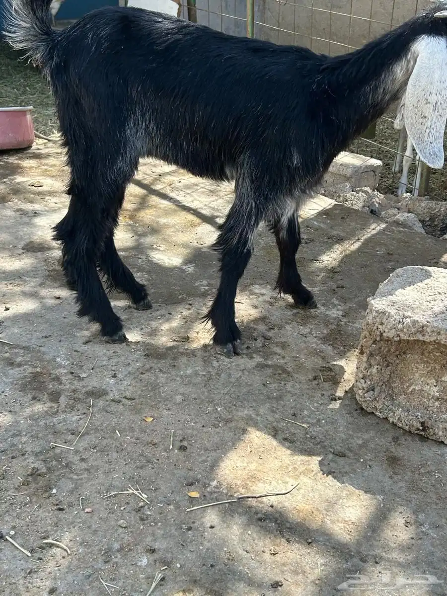 جفره عارضيه ترضع من اي شيء شرط 0
