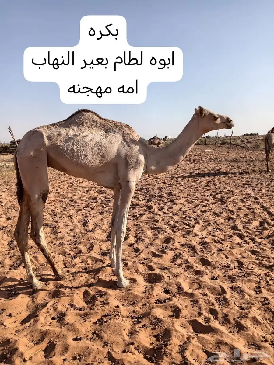 للبيع بكره 0