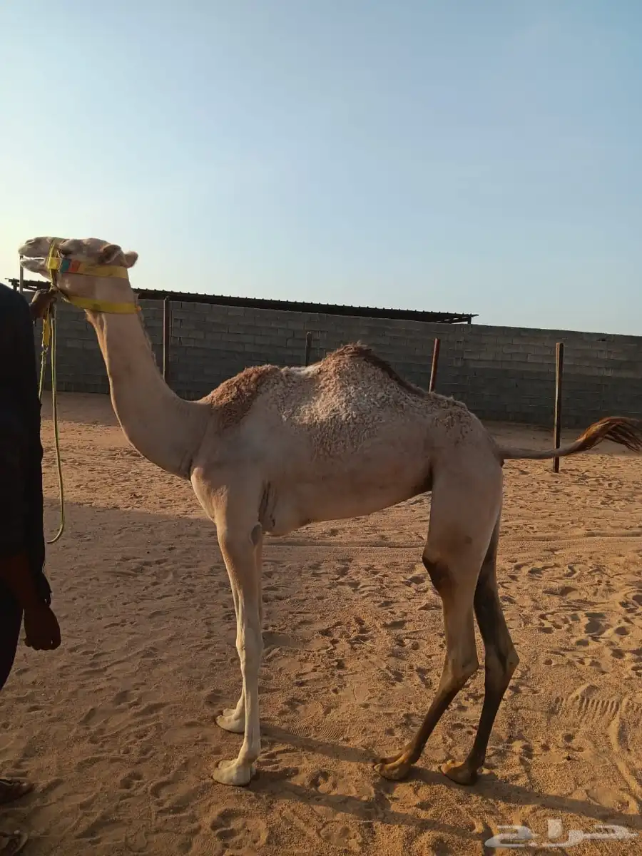 بكره مفروده بنت شاهين الحوات index