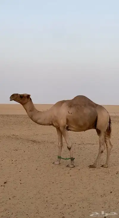 فحل محلي طيب ومنتج 0