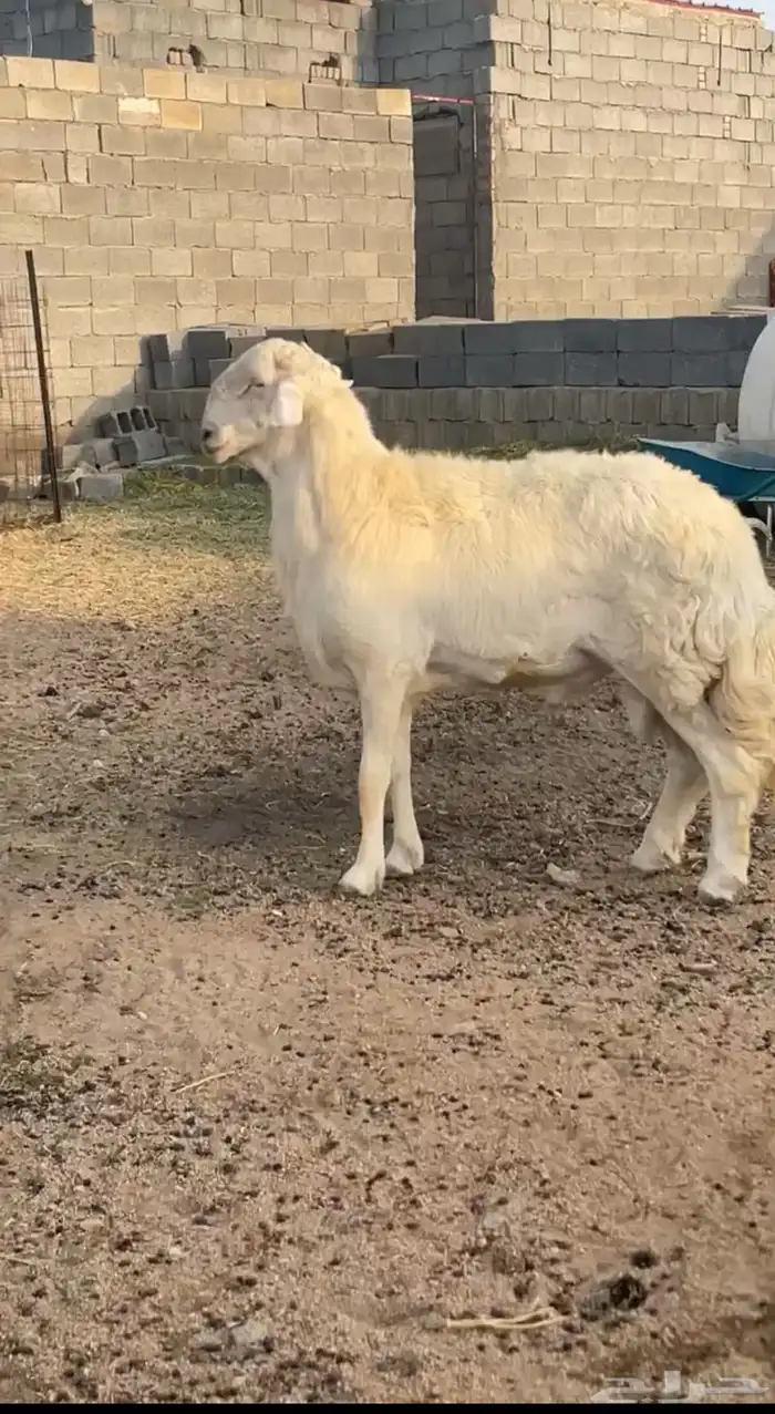 رخال فواخر 2