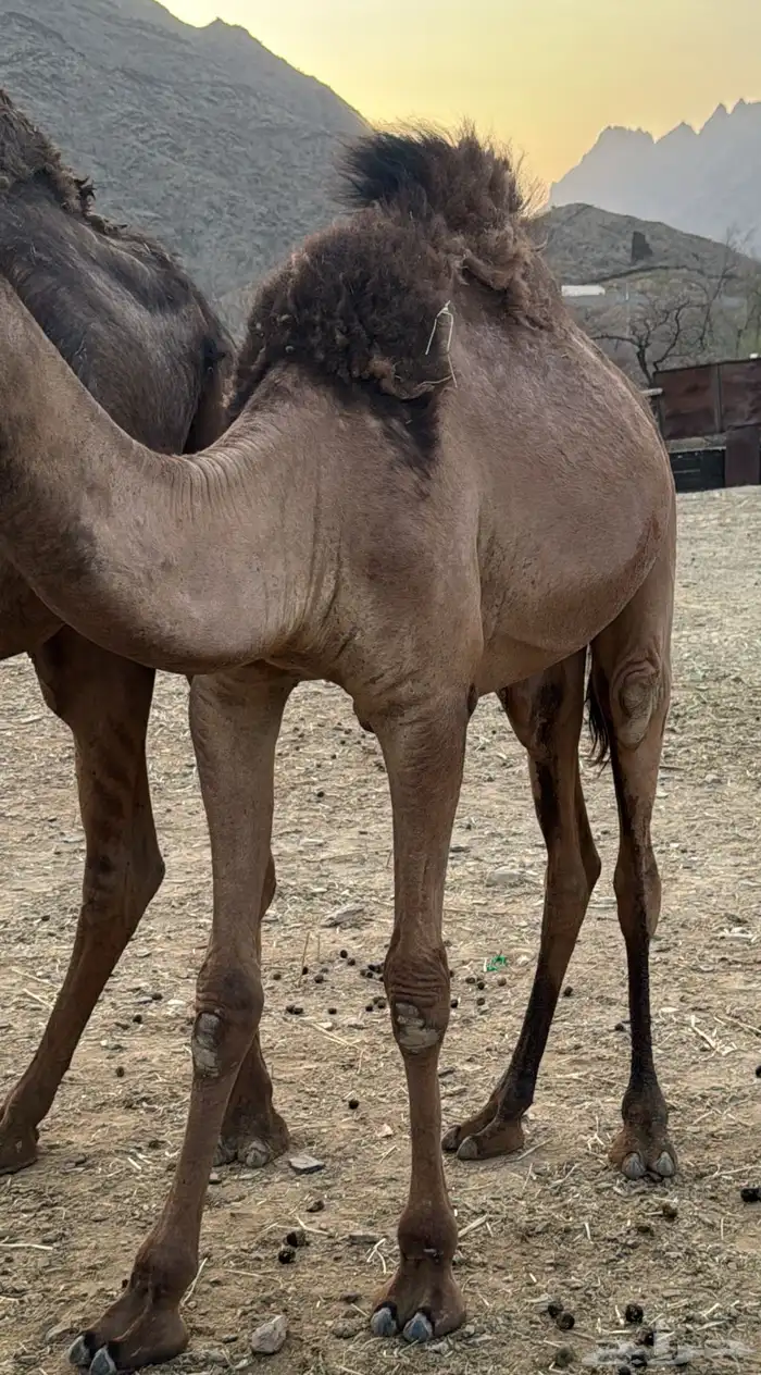 بكره للبيع 0