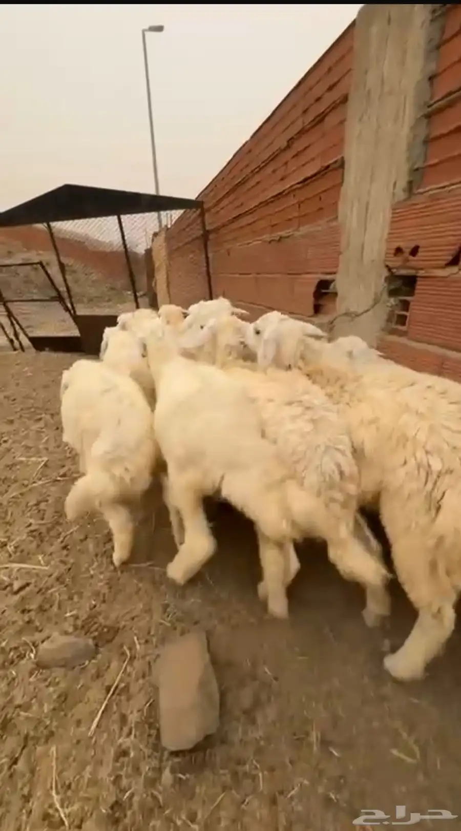 12 طليان سمان ونظاف تبارك الرحمن 7