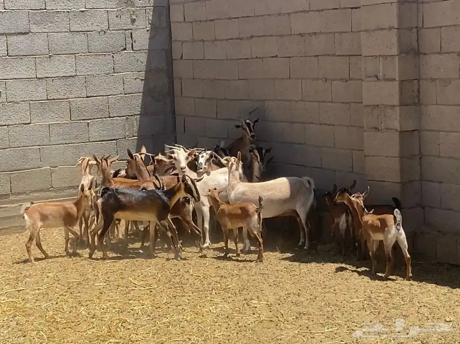 معزاء جنوبيه ويمنيه 0