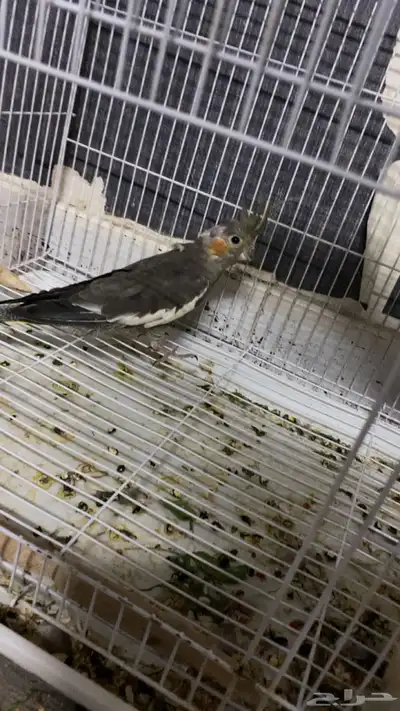 بغبغاء كروان منتج 2