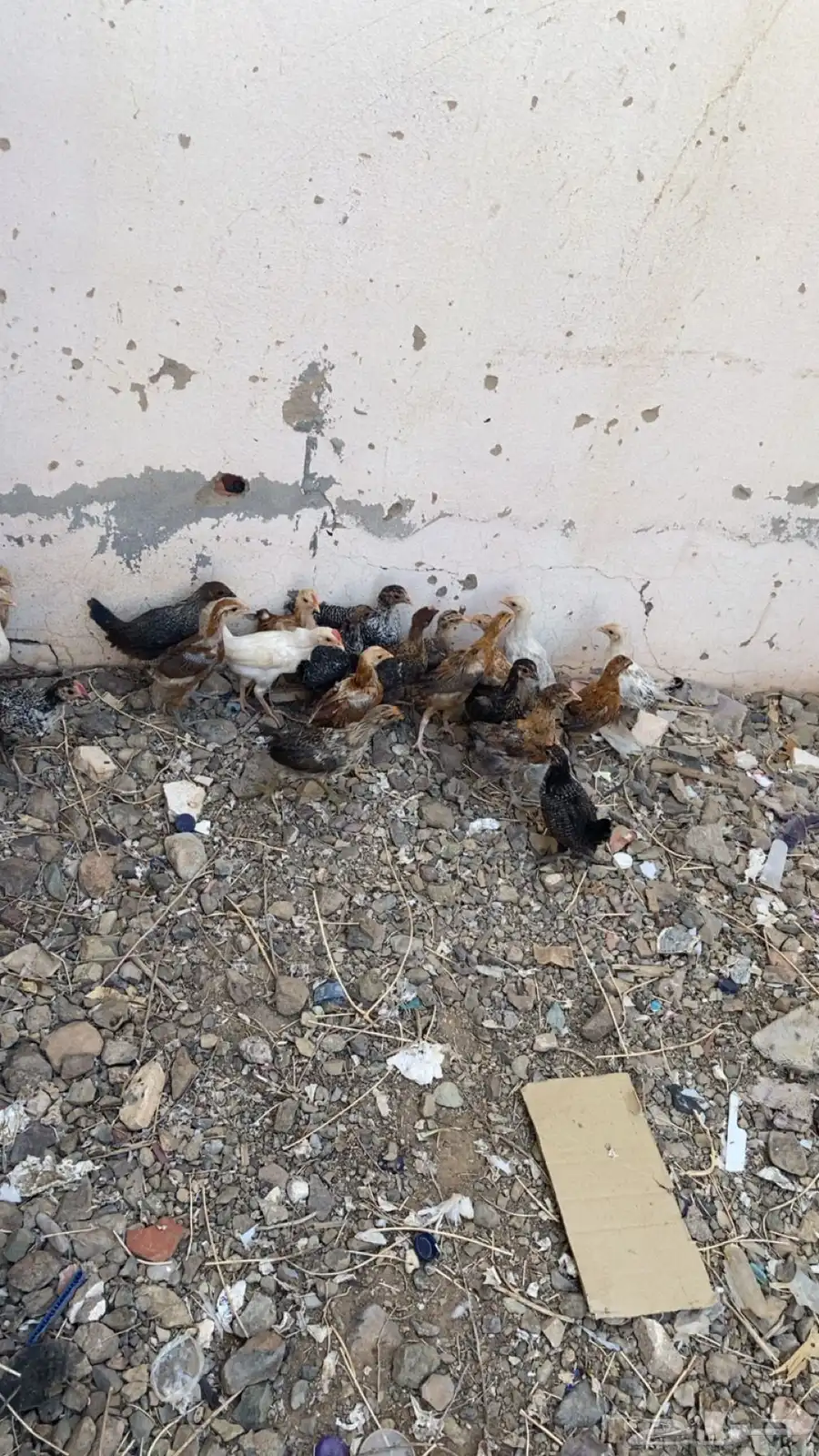 السلام عليكم اعرض لكم دجاج العمر شهرين العدد 21 0