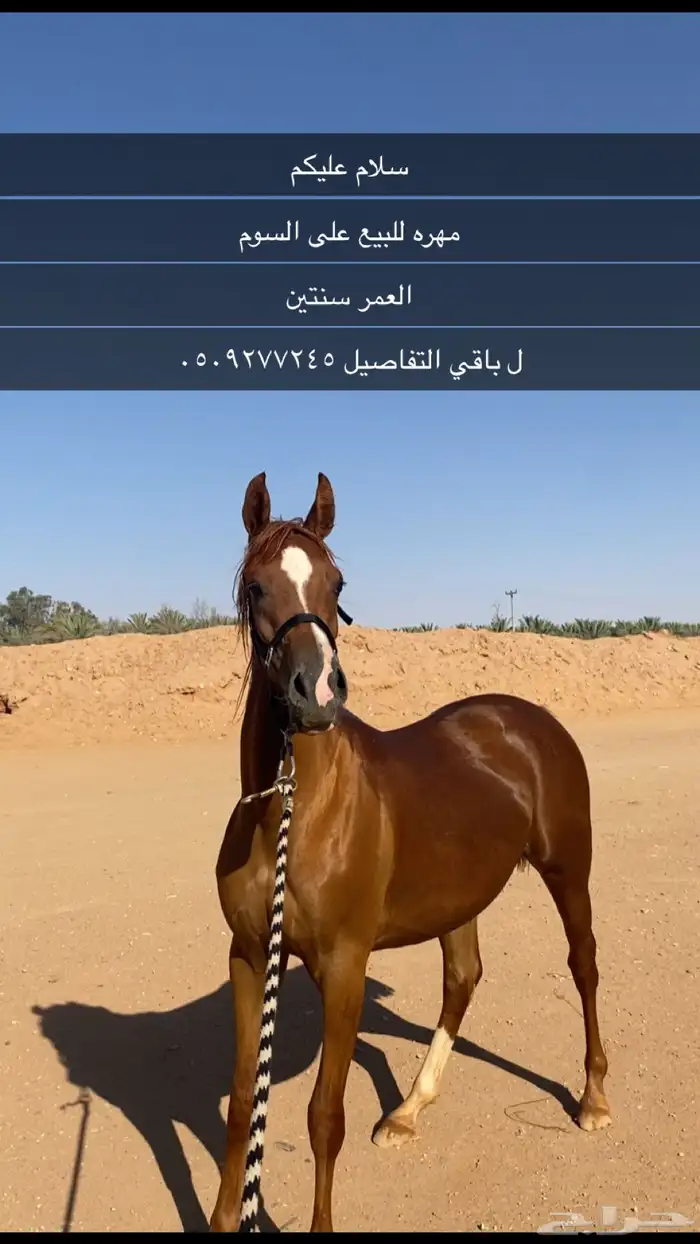 سلام عليكم مهره شعبيه للبيع 0