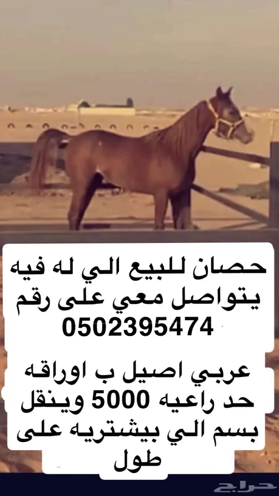 حصان عربي اصيل ب وراقه 0