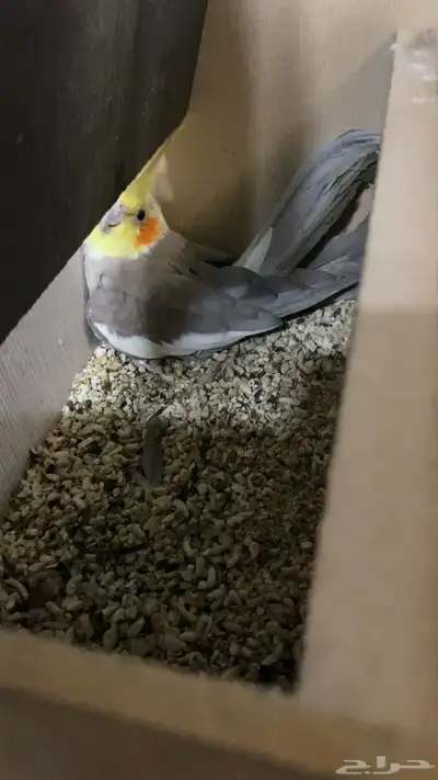 بغبغاء كروان منتج 0