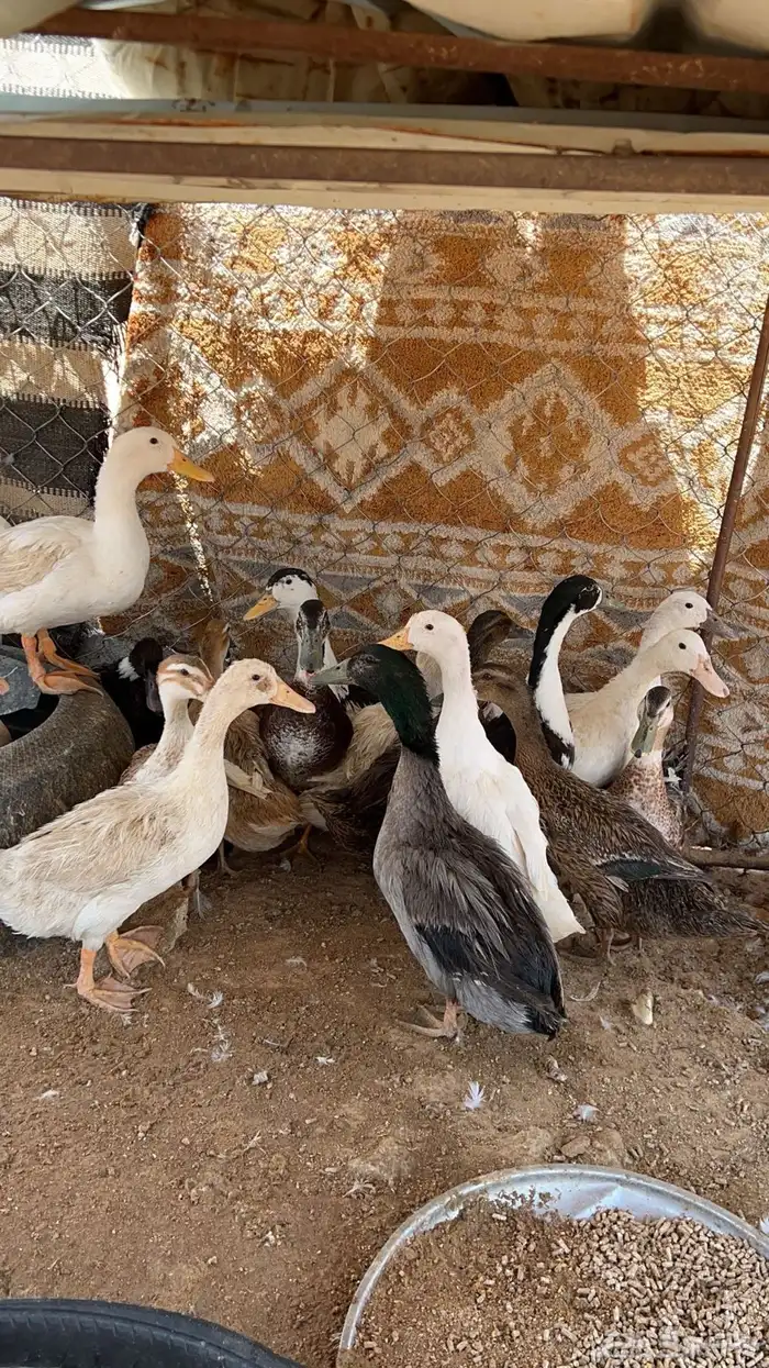بط بياض تم البيع 5