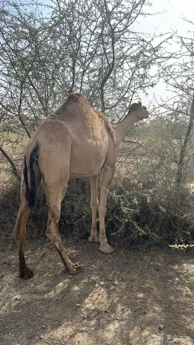 ناقه حمراء لقحه في 3 اشهر 1