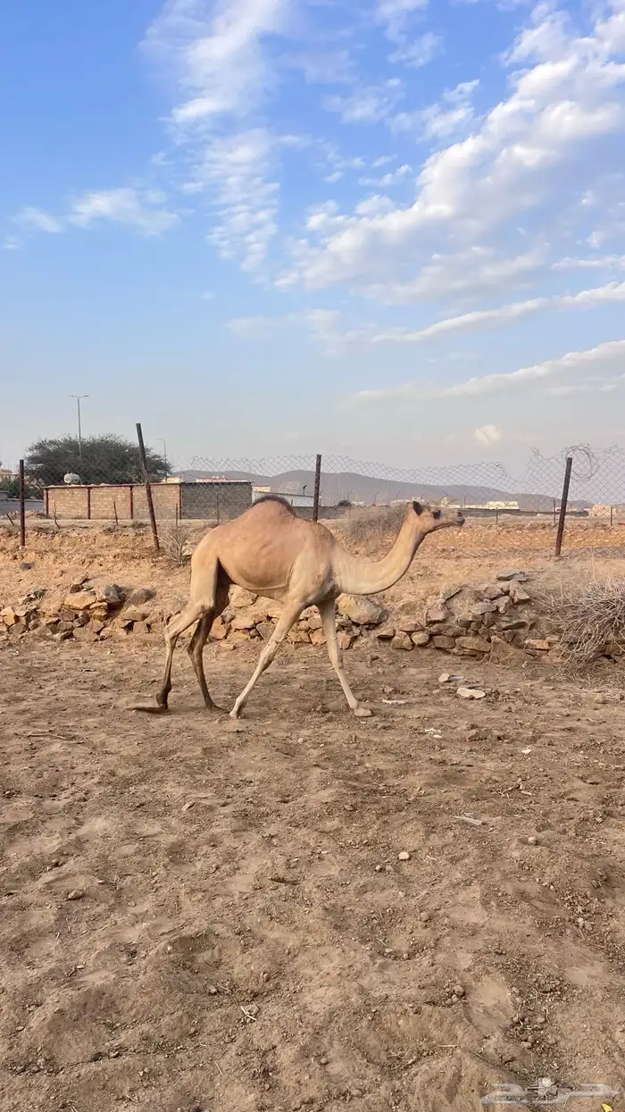 قعدان للبيع 0