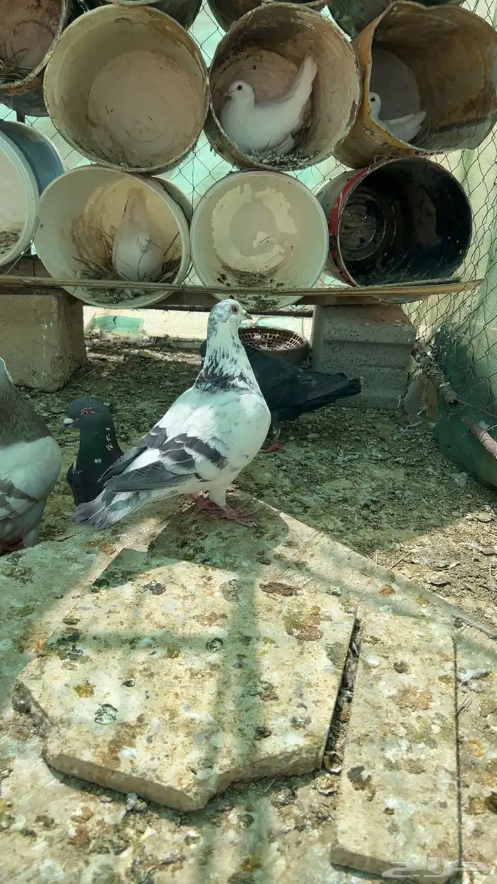 حمام أنثى للبيع نادر 0