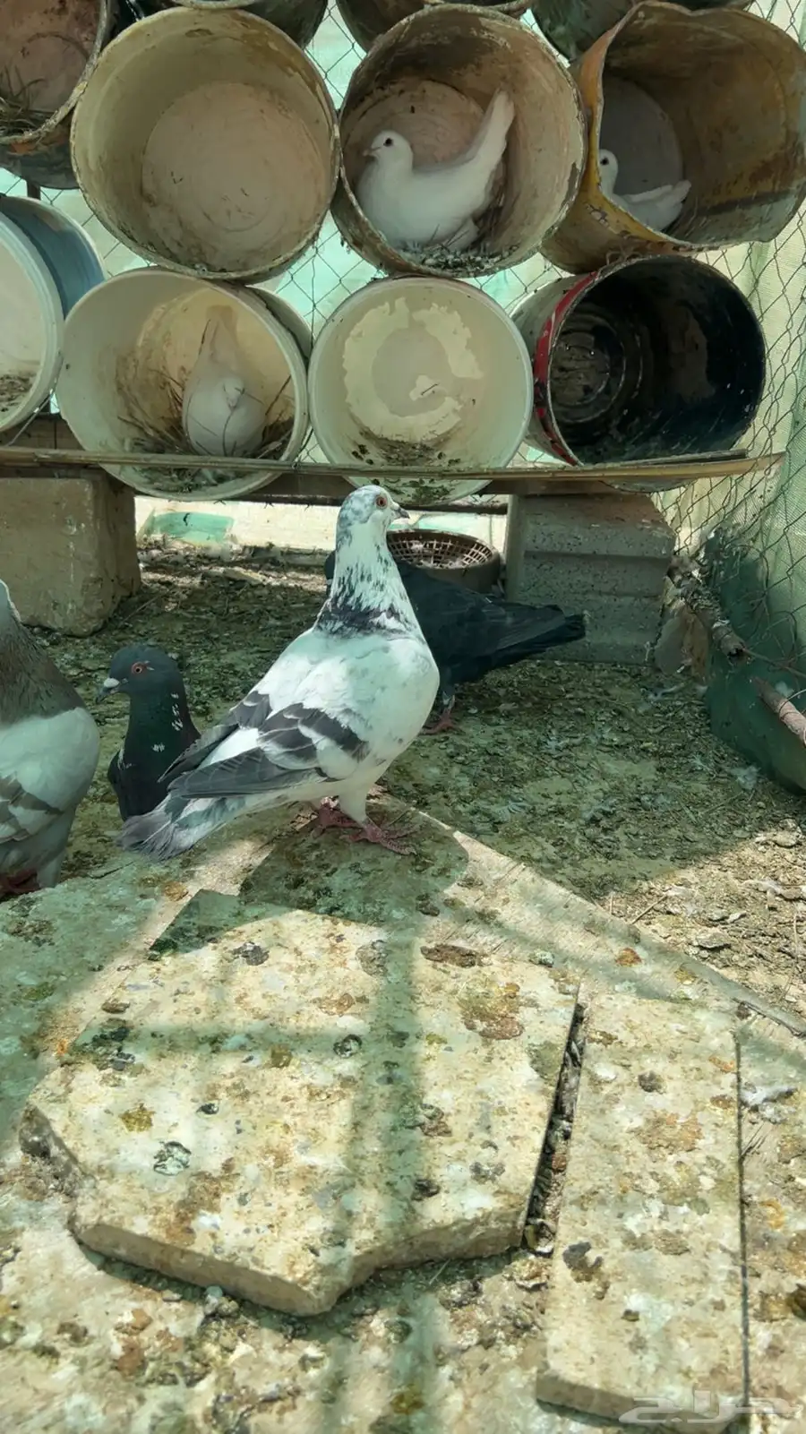 حمام أنثى للبيع نادر 0