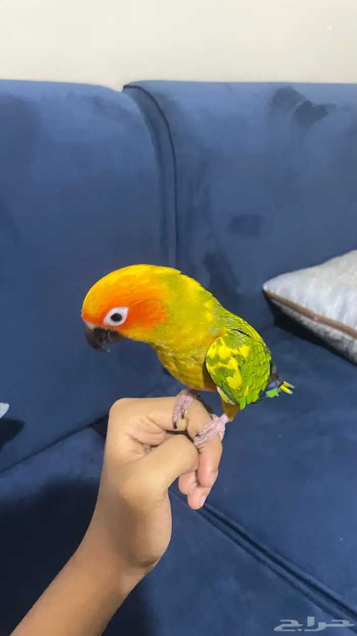 ببغاء صن كنيور 3