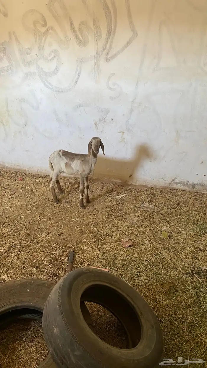 رخل ساكنيه 2