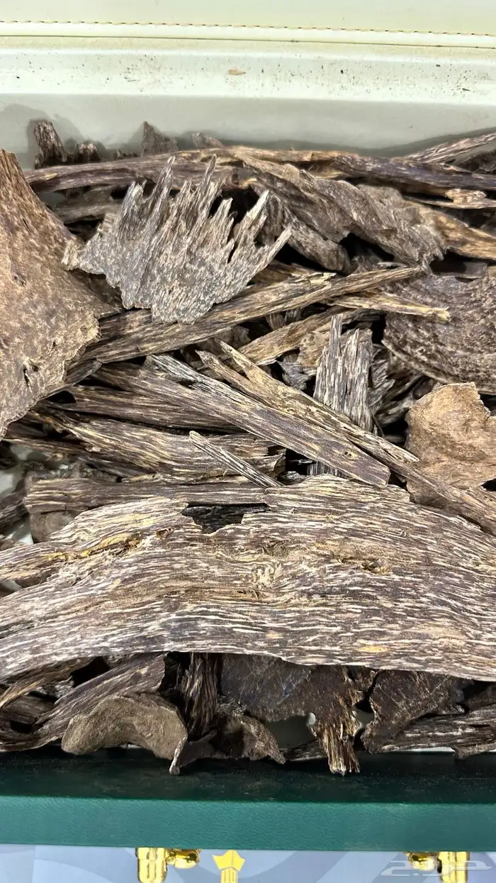 عود ماليزي ترنجانو قديم 1