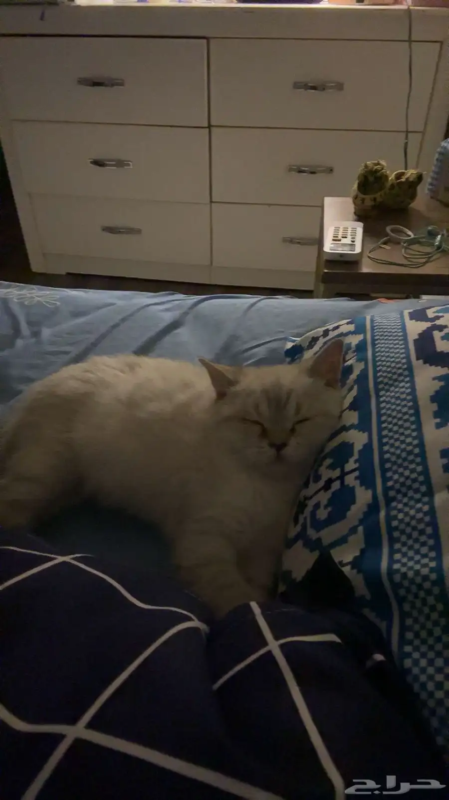 إعلان تبن ي قطتين   الرياض Cats for Adoption   Riyadh 3