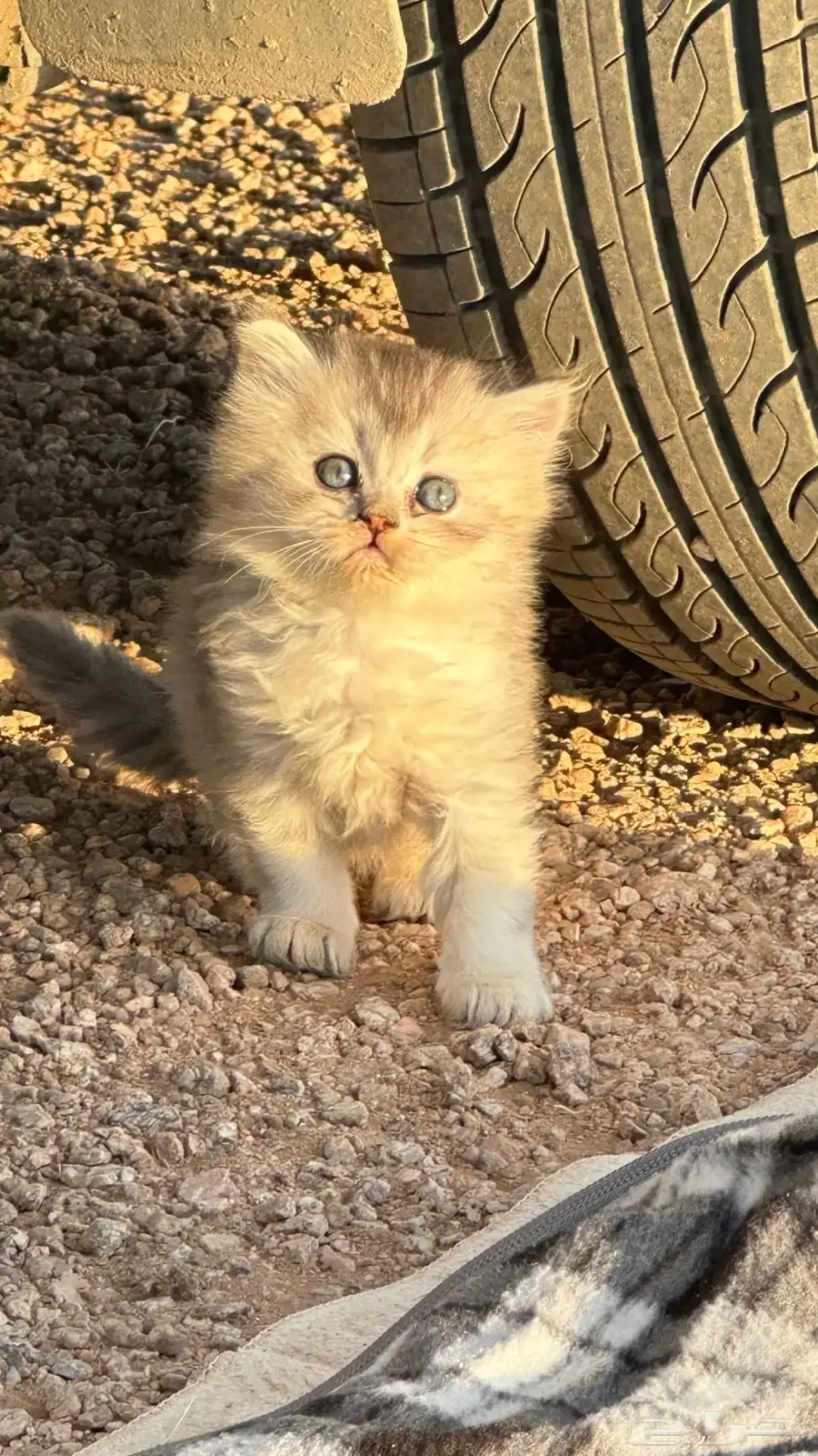 قطط شيرازيه للبيع جميله جدا 4