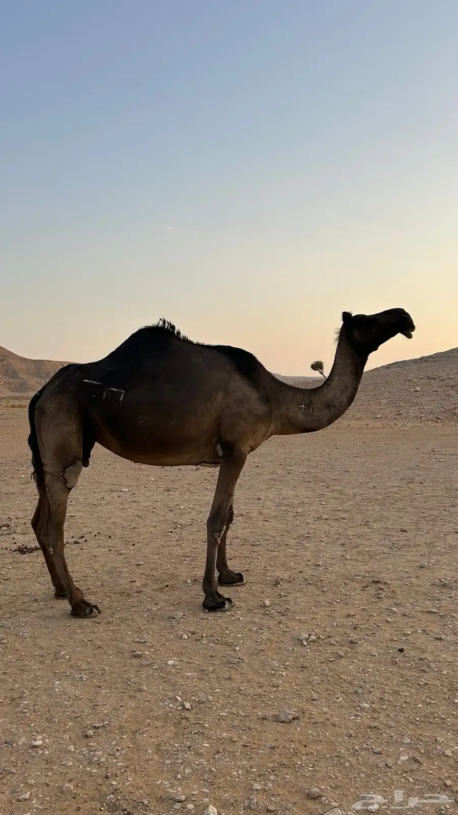 للبيع ضروبه ميت حوارها في رمضان 4