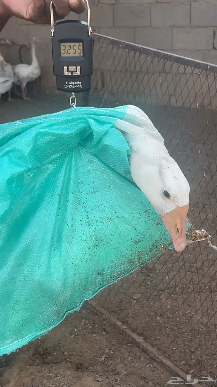 وز ( ذبح اوزان طيبه ) 2