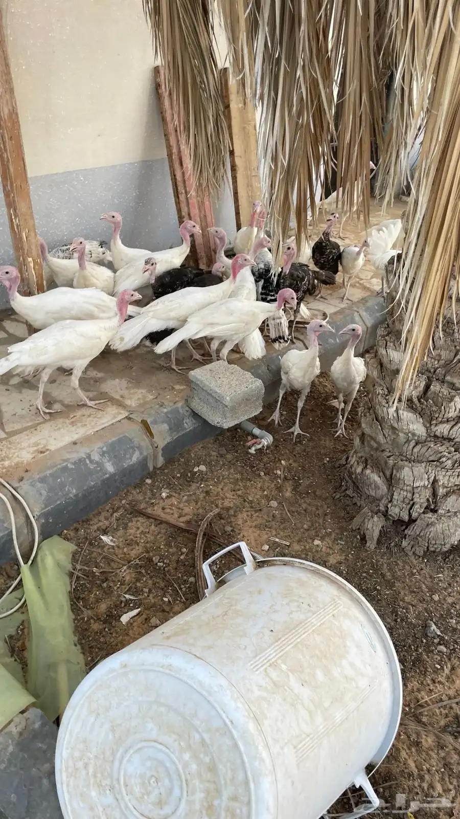 دجاج وديكة رومي العمر خمس شهور العدد حول 40 3