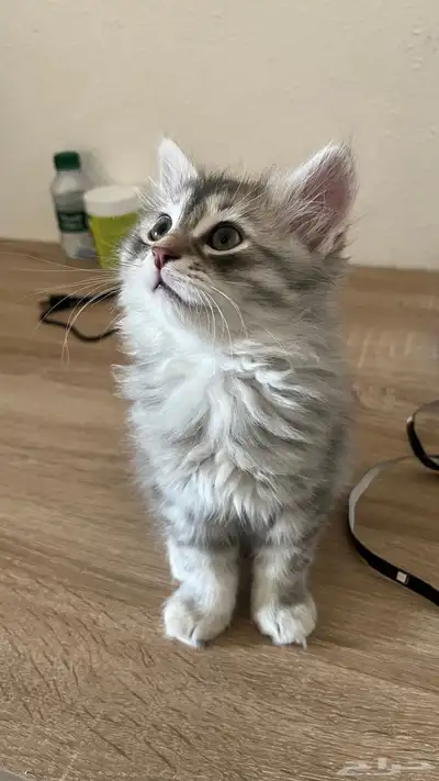 كيتن ذكر شيرازي للبيع 0