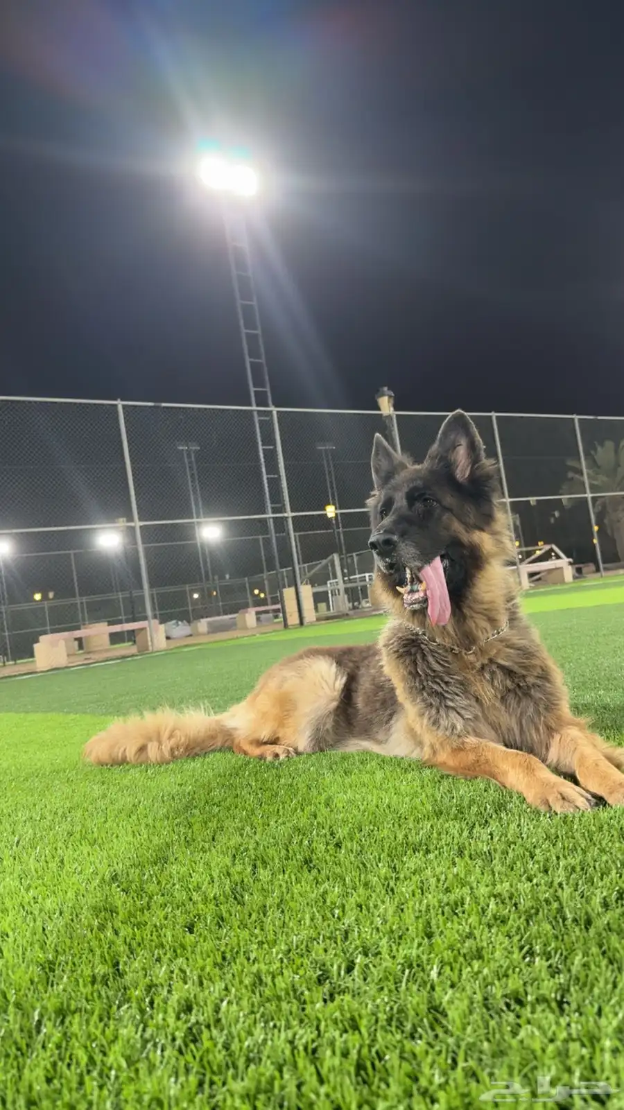 كلب جيرمن شيبرد شولاين انثى 2