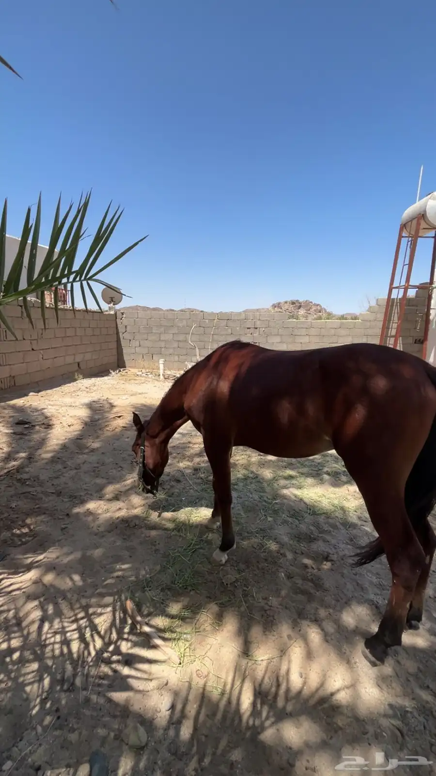 مهر للبيع العمر سنه وتسعه شهور 1