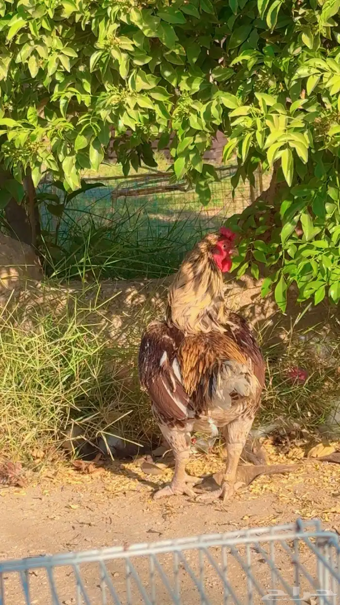 طقم دجاج كورنيش نوادر 8