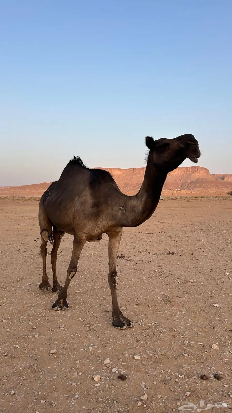 للبيع ضروبه ميت حوارها في رمضان 0