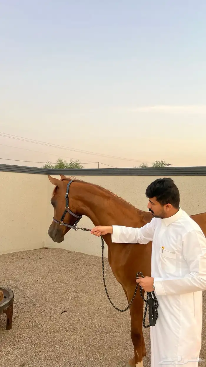 مهر واهو شيخ 1