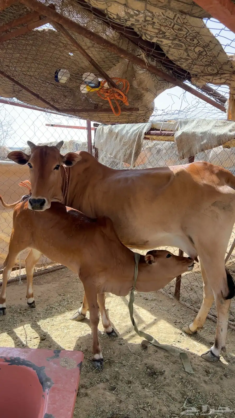 بقره ام ثالث هديه متحرك 0