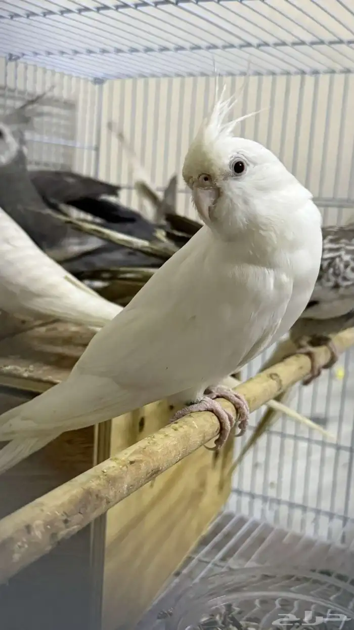 ازواج كروان منتجه 4