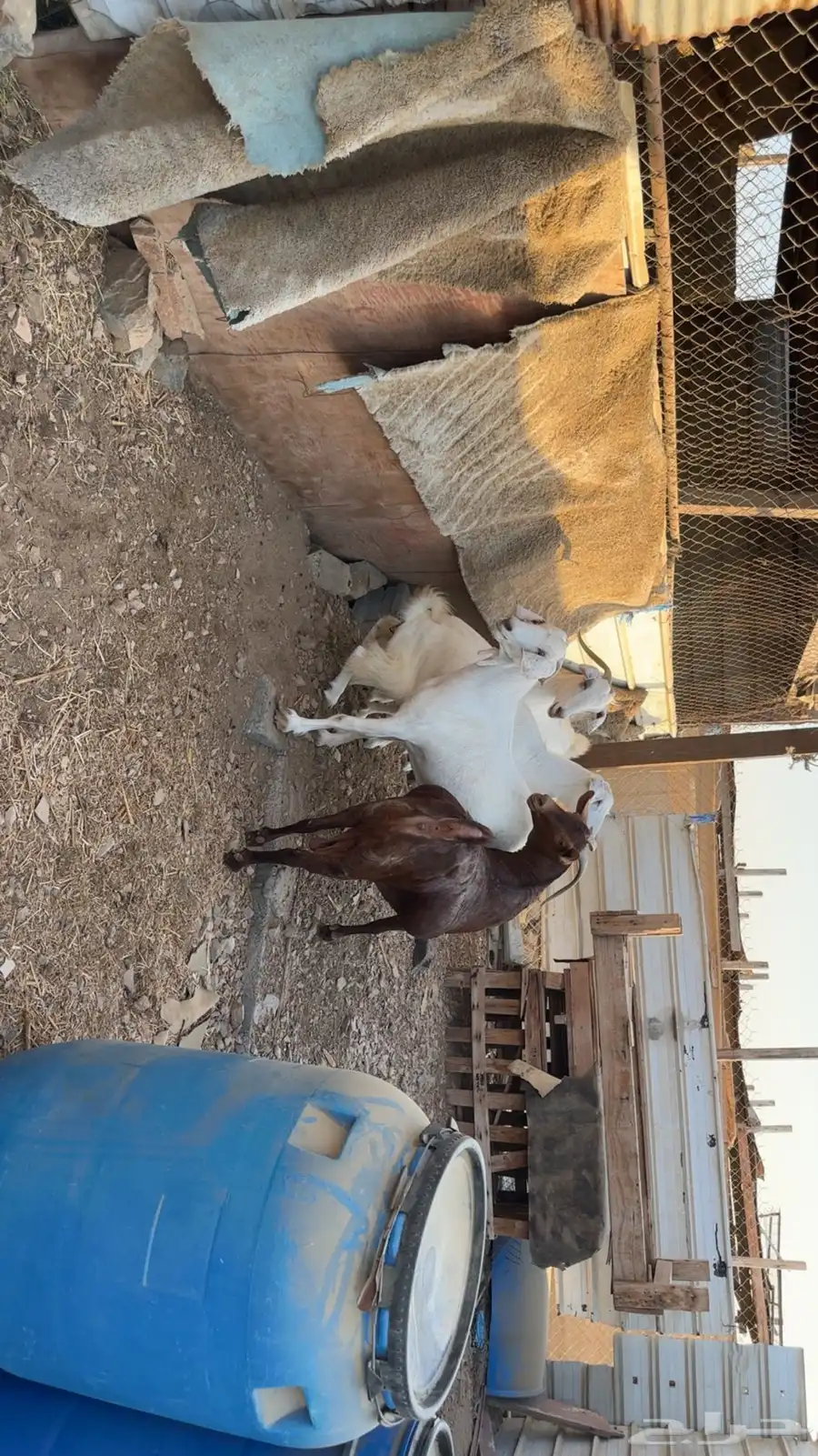 4 غنم صنف الصنف قامه وارتفاع مشالله منوة القاني ماشالله 7