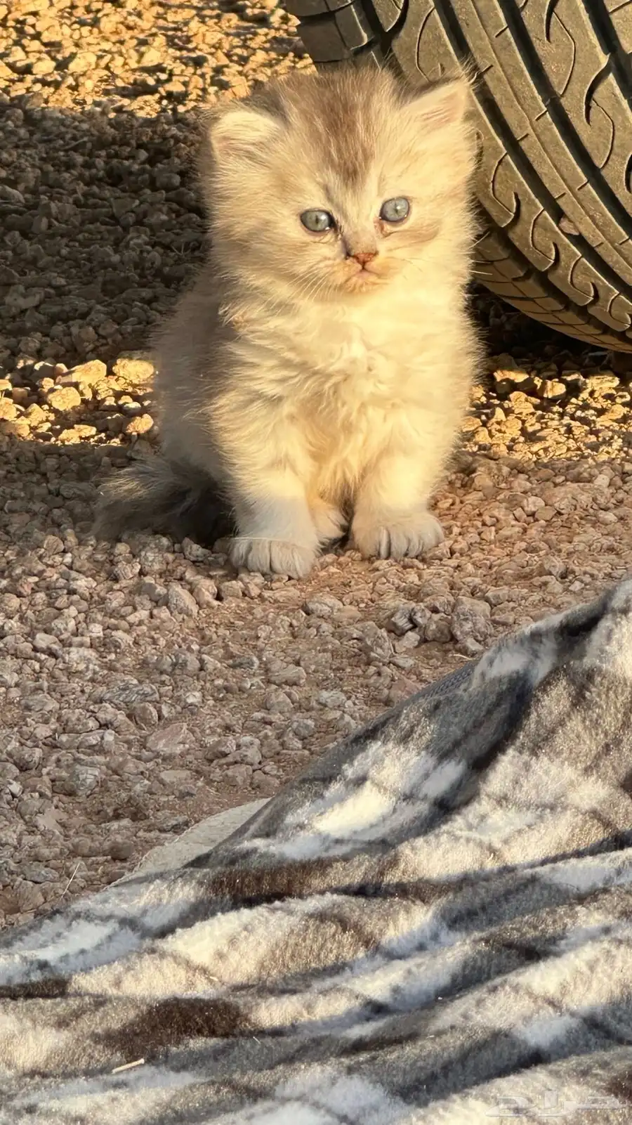 قطط شيرازيه للبيع جميله جدا 2