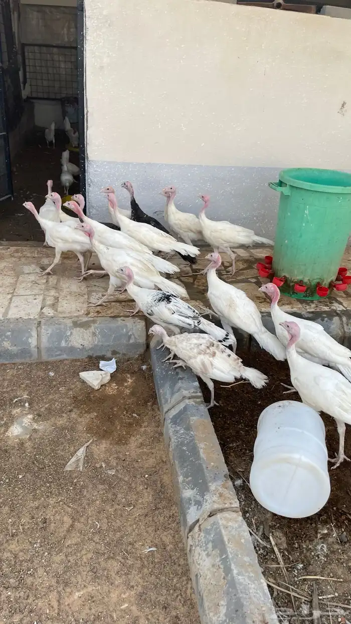 دجاج وديكة رومي العمر خمس شهور العدد حول 40 4