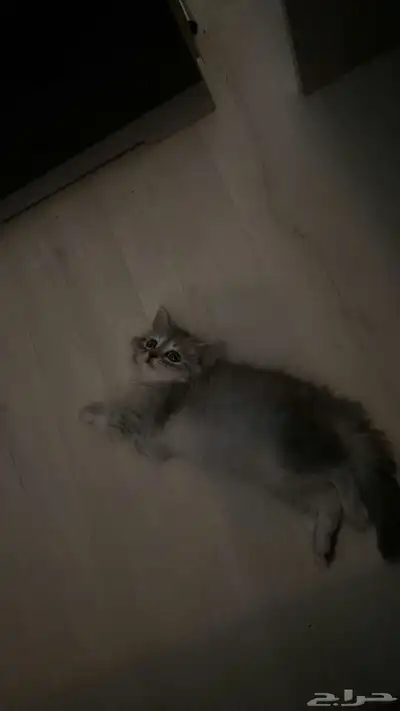 قط شيرازي كتن. 0