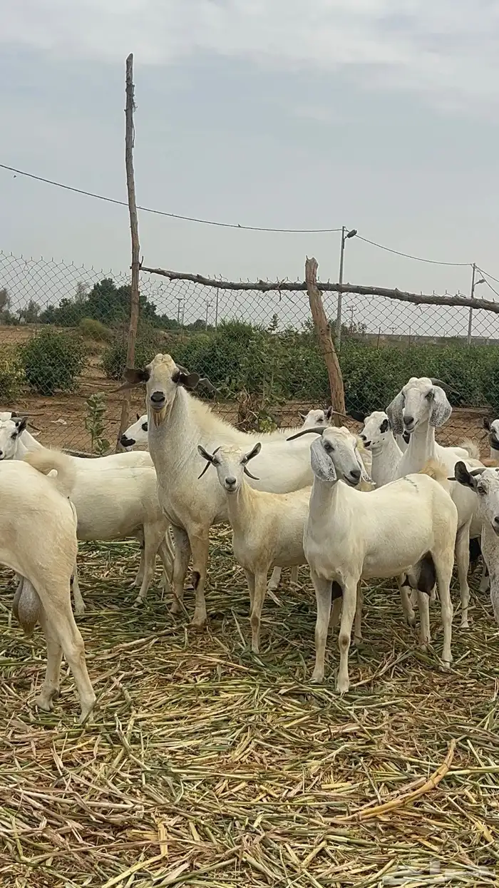 تيس اكحل بيشي 1