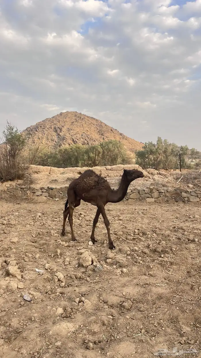 قعدان للبيع 1