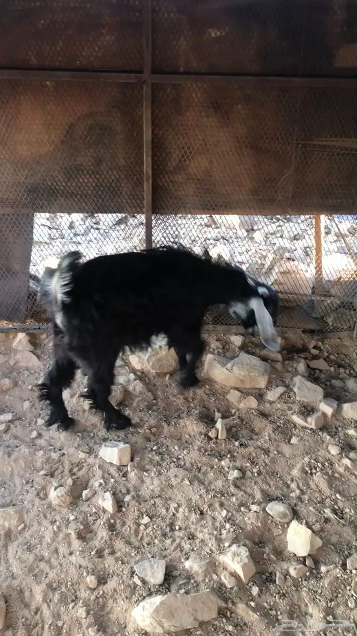 2 تيوس للبيع 2