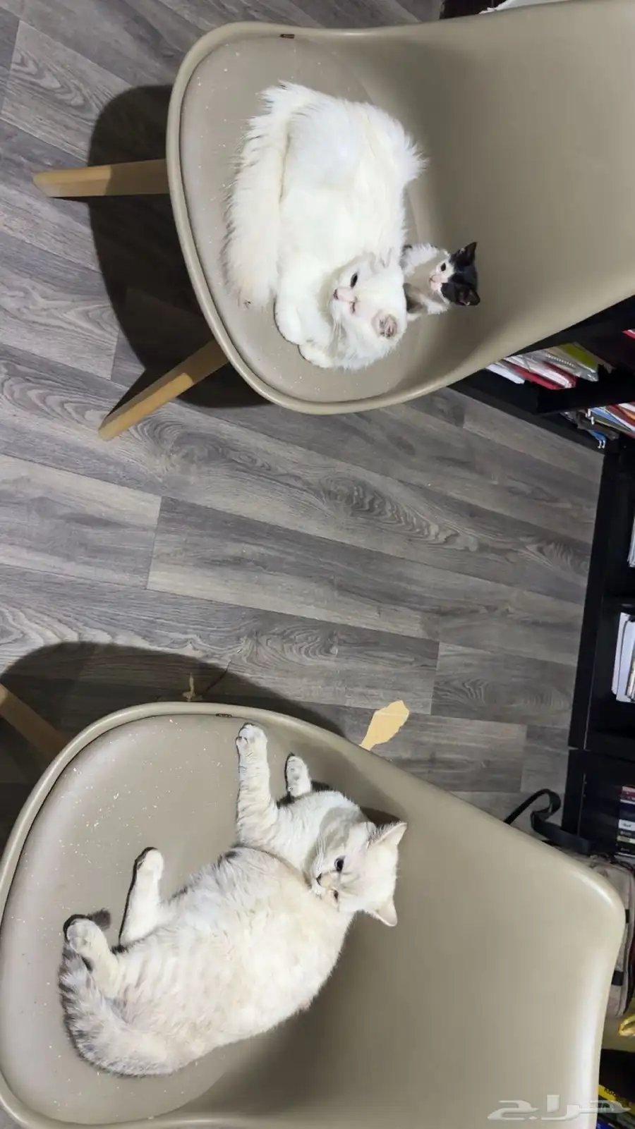 إعلان تبن ي قطتين   الرياض Cats for Adoption   Riyadh 2
