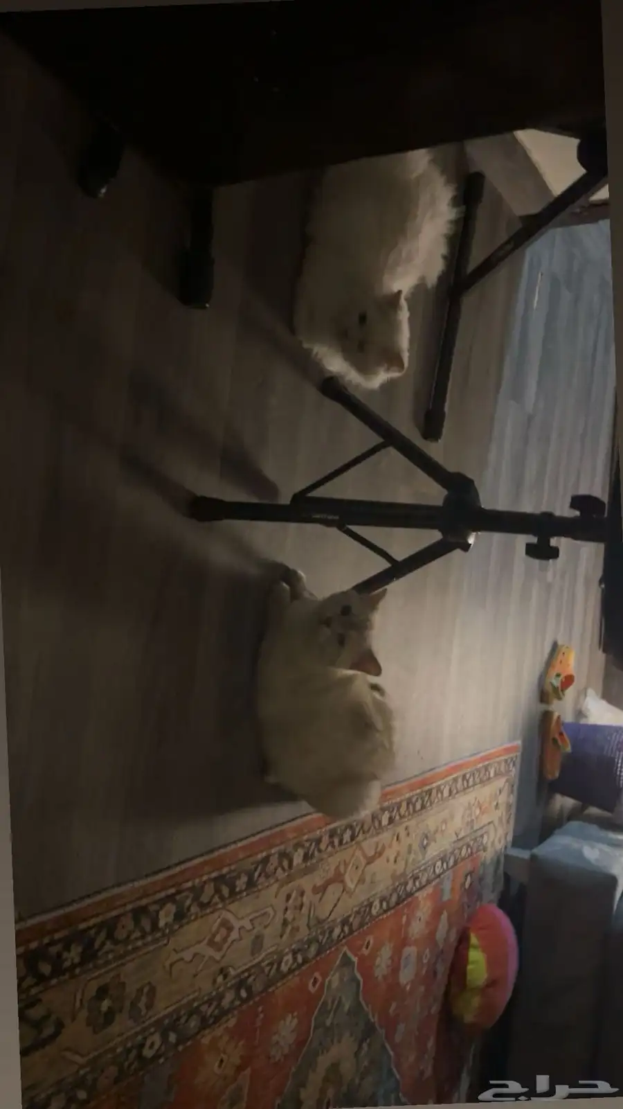 إعلان تبن ي قطتين   الرياض Cats for Adoption   Riyadh 1