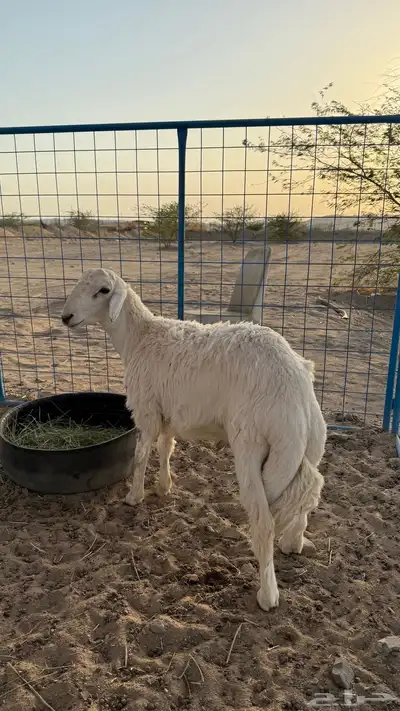 طلي حري عمر 7 شهور قفل شحم تم البيع 0