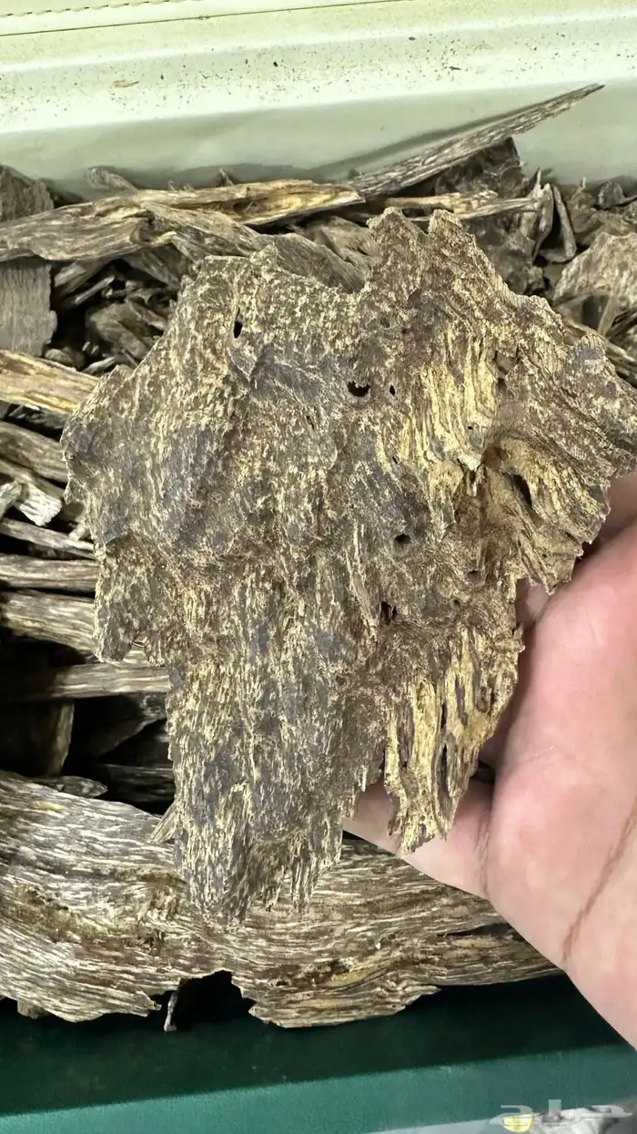 عود ماليزي ترنجانو قديم 2